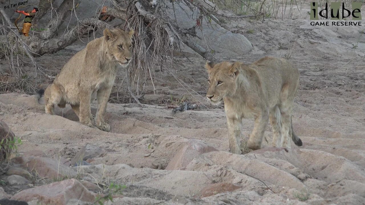 Daughters Of The Mapogo Lions - Rebuilding The Othawa Pride - 132: Down To Two Sub-Adults