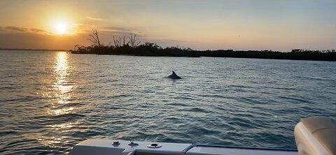Dolphins