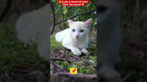 Cute Cat Funny Video 😂1269😹| #cutebabyfunny #Cat #cute #kitten #cat