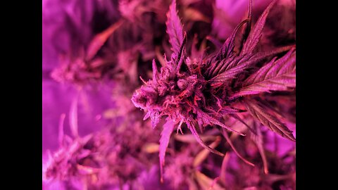 Growing Bud with MemoJ (Vid 2)