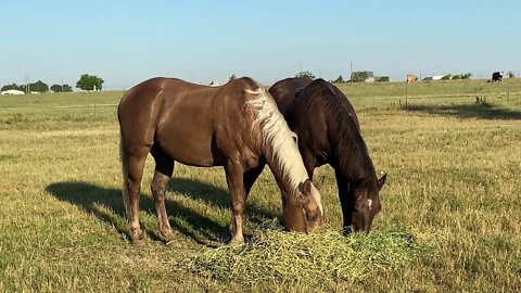 Found That Rabbit By The Gate Again - Morning Walk & Visit With Critters - Horse Eating Habits