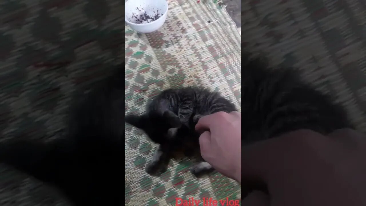 oh my god the cat likes to play with my hands