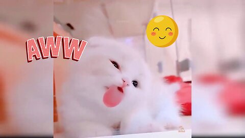 Cute kitten Videos🥰 | Funny Animal Video | Cat And Dog 🐱🐶