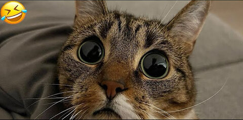 Funniest animal vídeo! Best reaction ever
