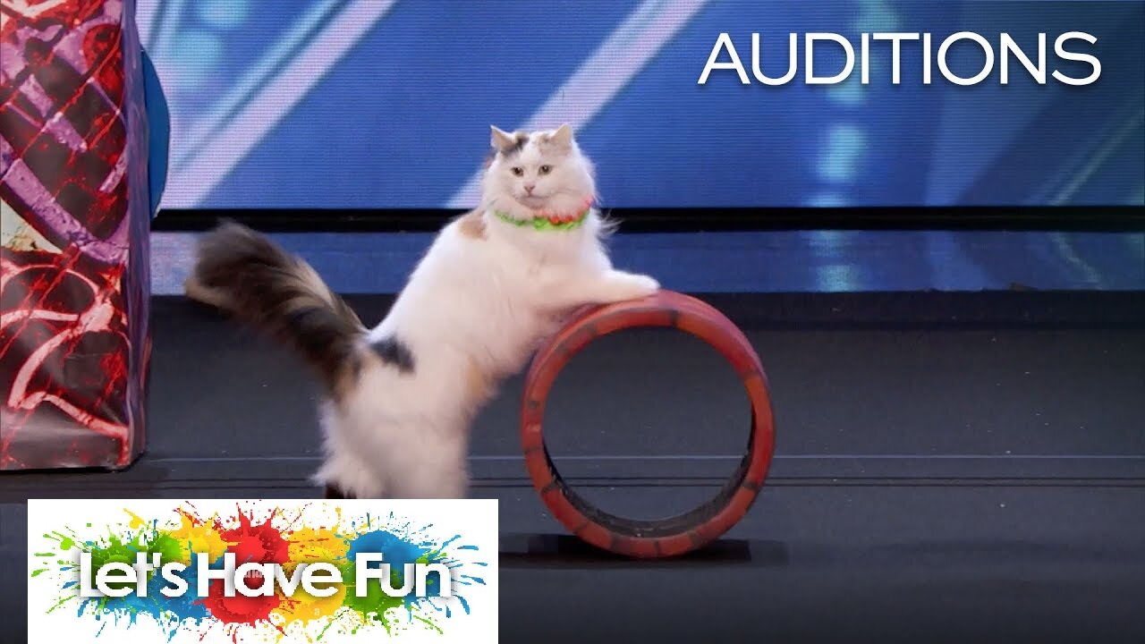 The Savitsky Cats: Super Trained Cats Perform Exciting Routine - America's Got Talent
