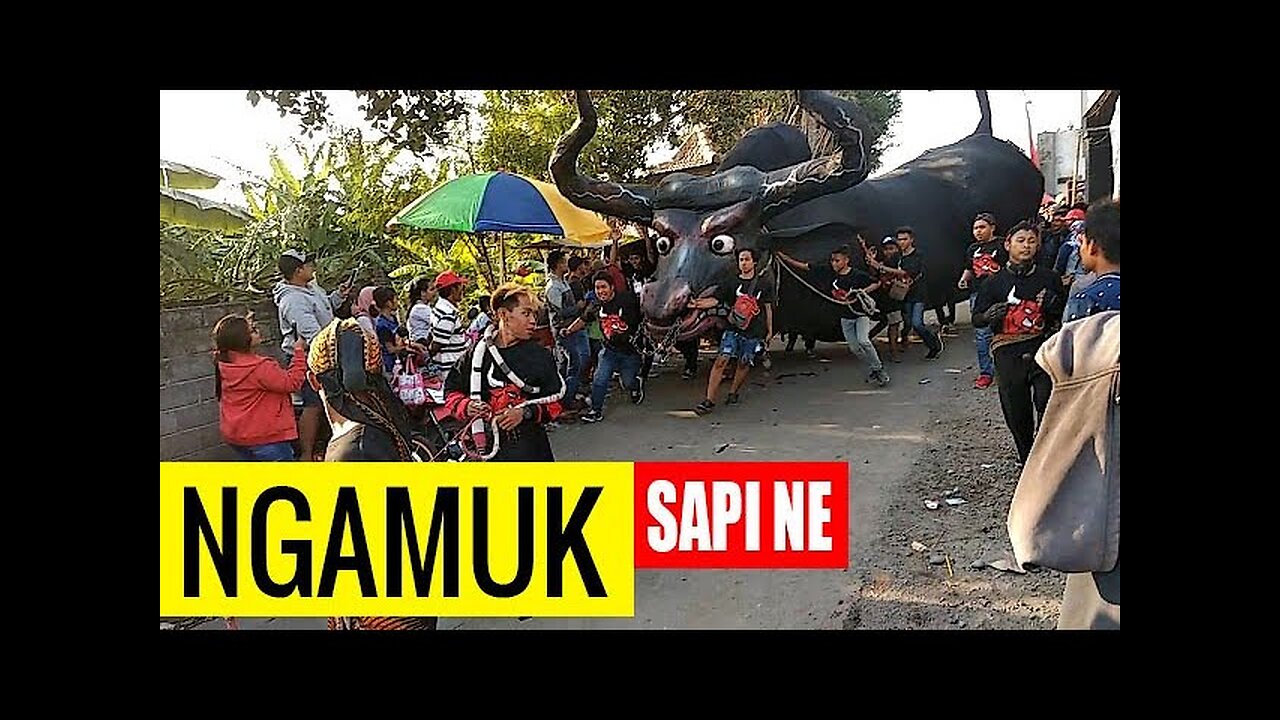 Karnaval sapi raksasa ngamuk