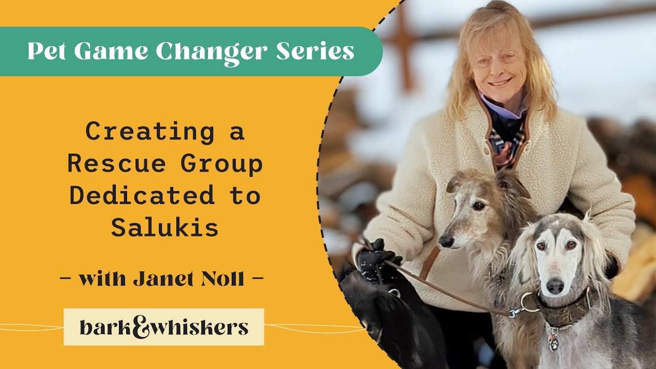 Creating a Rescue Group Dedicated to Salukis With Janet Noll