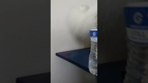 Cat and bottle of water.