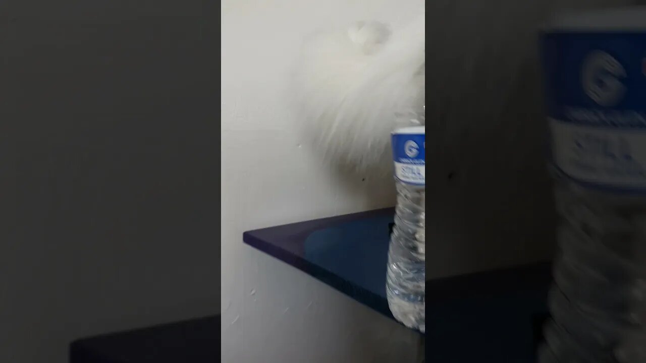 Cat and bottle of water.