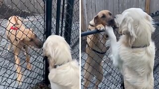 Dogs Preciously Greet Each Other Over Fence