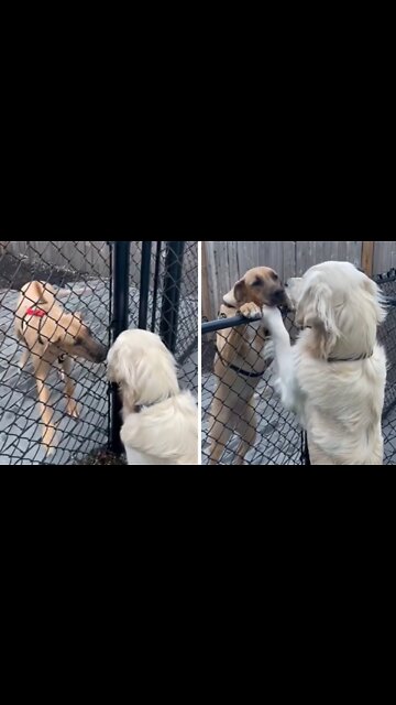 Dogs Preciously Greet Each Other Over Fence