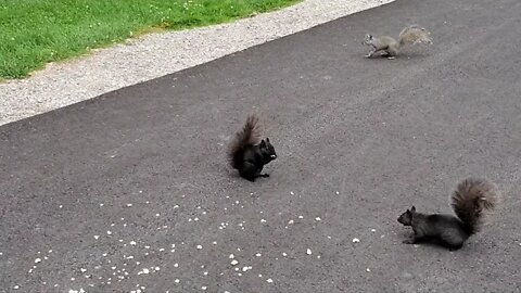 SQUIRREL PARTY