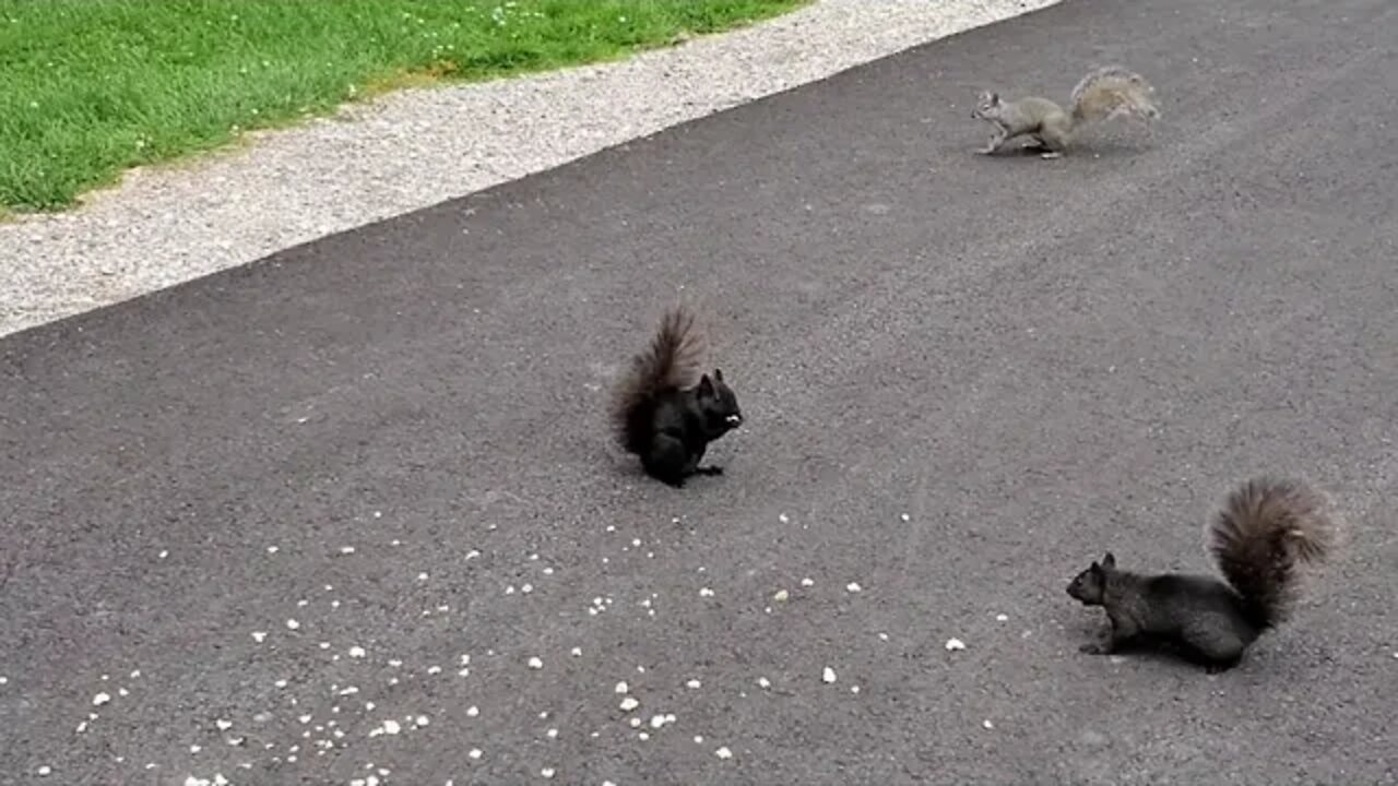 SQUIRREL PARTY
