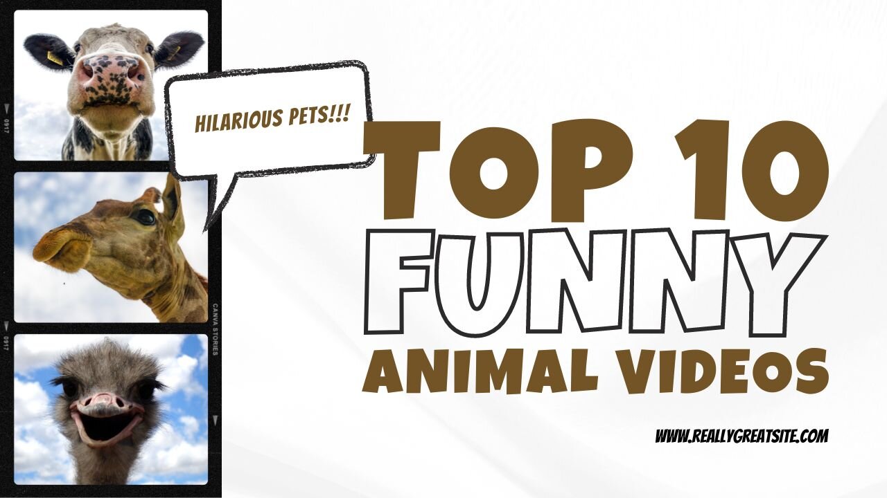 Best Funny Animal Videos 2023 πΆππ» Funniest Animals #228