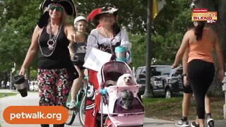 SPCA Tampa Bay Annual Pet Walk | Morning Blend