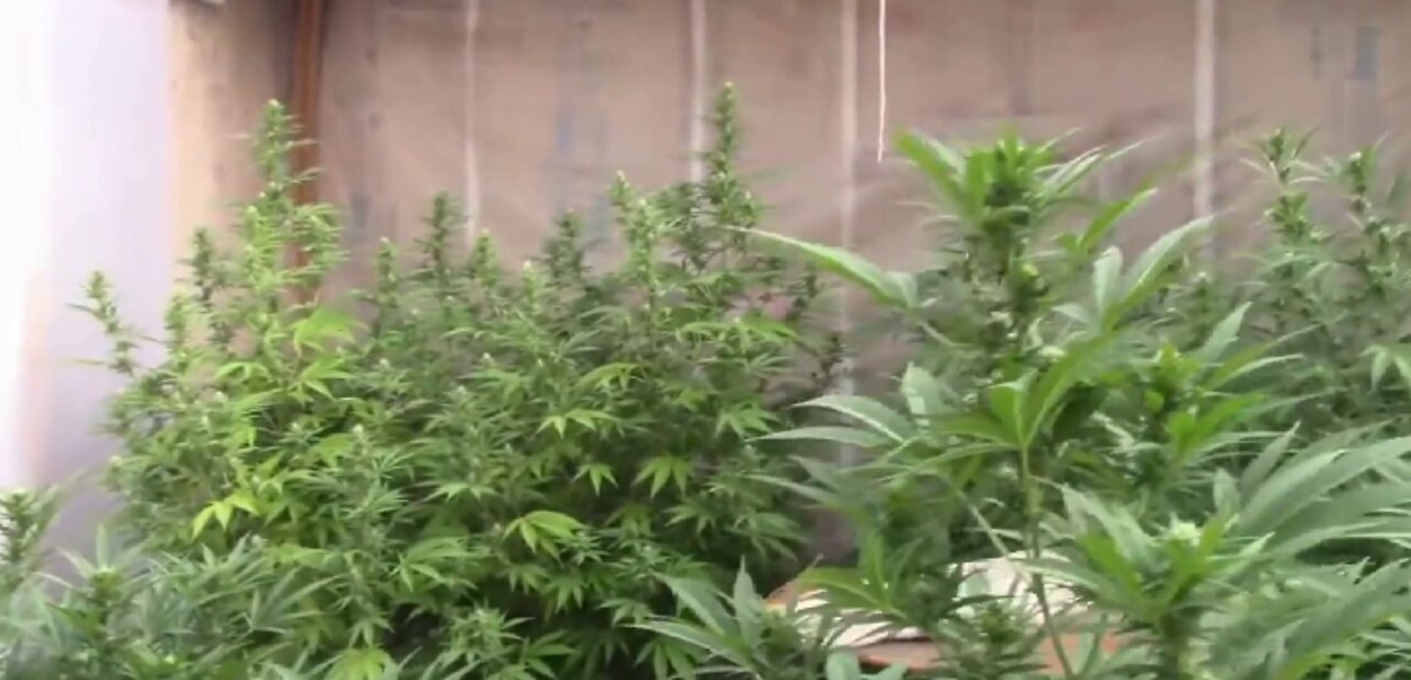Flowering Cannabis Using Light Deprivation Fifth Week