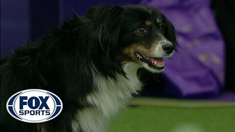 Check out the best of the 2019 WKC Masters Agility Championship | FOX SPORTS