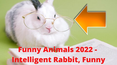 Funny Animals 2022 - Intelligent Rabbit, Cats funny complication