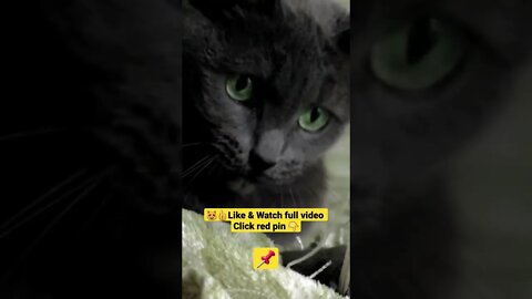 cute cat videos 😹 funny videos 😂@🏝 تفكر في خلق الله ﷻ 🏝