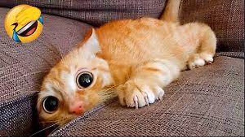 Best Funny Animal Videos 🤣Part #71