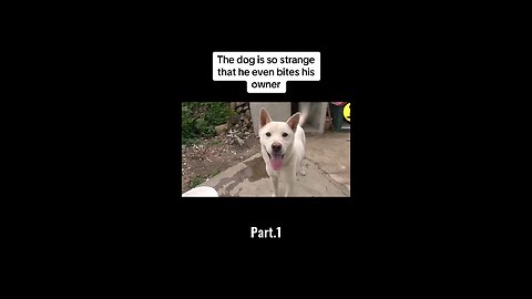 Strange dog even bites his owner