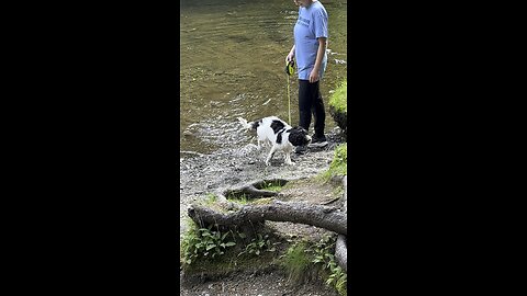 Portuguese Water Dog enjoying the water