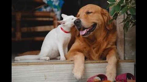 Cute cat & dog friendship🤗