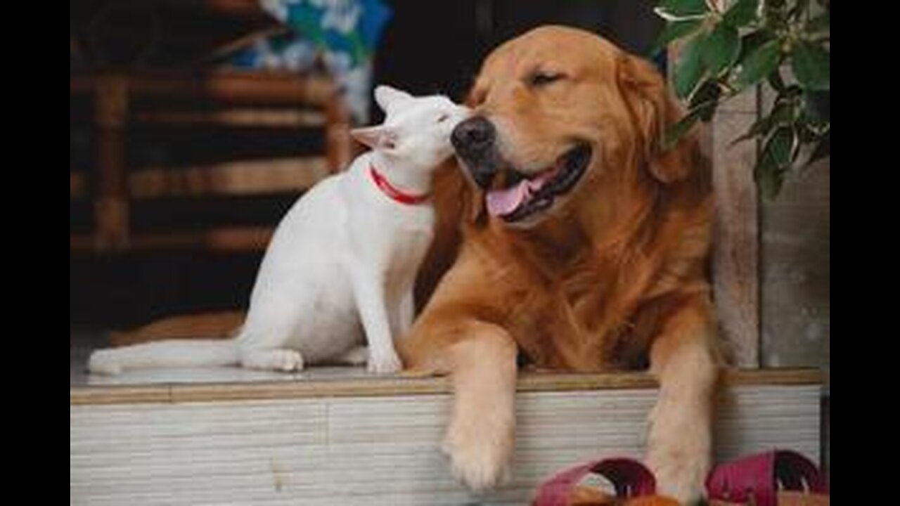 Cute cat & dog friendship🤗