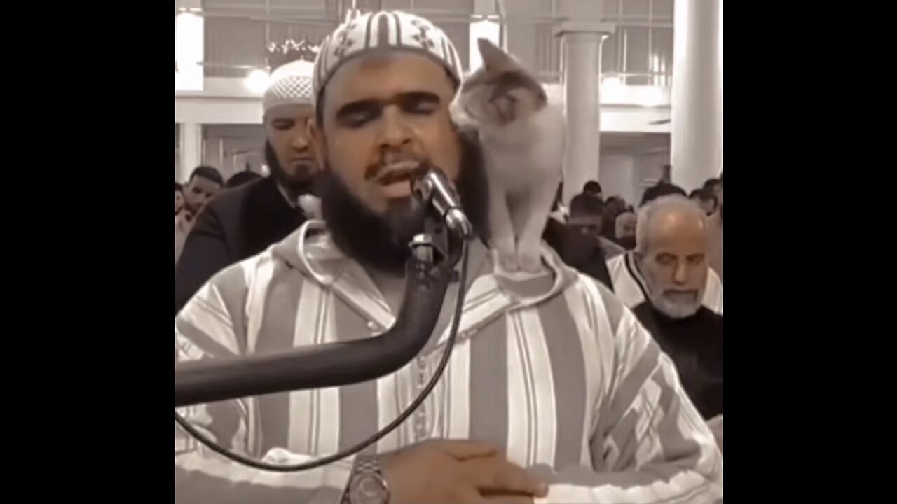 A cat jumped on an Imam as he recited a Ramadan prayer during a live broadcast