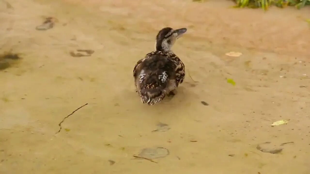 Newborn ducklings on water by the lake shore8