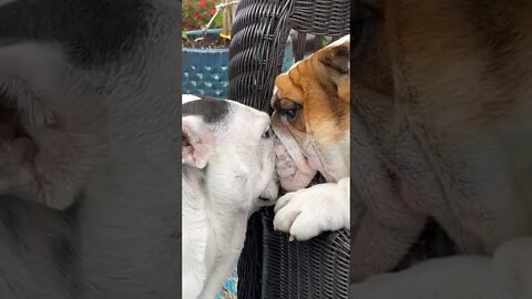 Bulldogs Epic Face Off