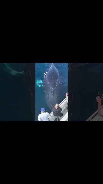 Giant humpback whale 🐋#viral #shorts #foryou