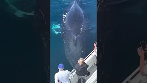 Giant humpback whale 🐋#viral #shorts #foryou