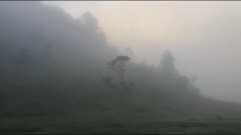 Enjoy the sounds from a misty Autumn morning paradise (listen to it in slow motion)