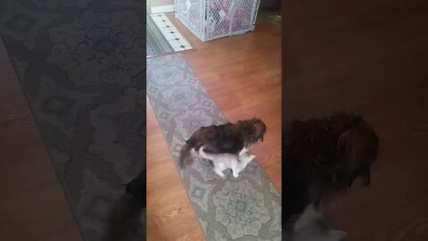 dachshund