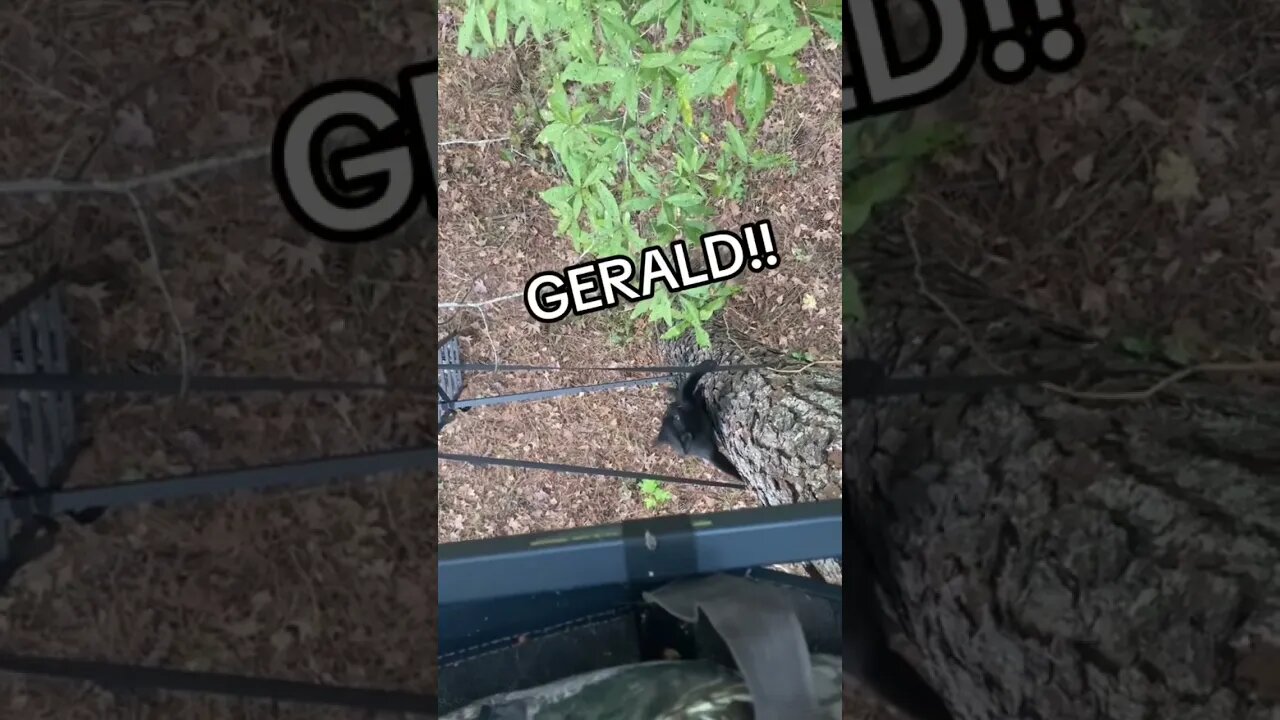 Dang it GERALD!!!!! #hunt #hunting #huntingseason #bow #bowhunting #deer #woods #cat#treestand