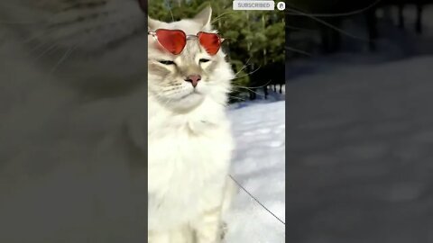 cute cat videos 😹 funny videos 😂