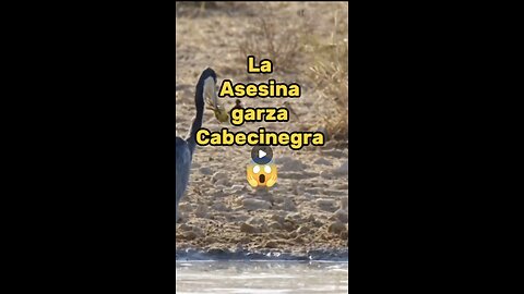 La garza cabecinegra es una asesina inmóvil