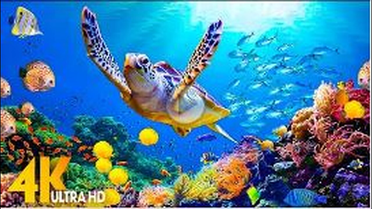 4HRS Stunning 4K Underwater Wonders - Relaxing Music | Coral Reefs, Fish & Colorful Sea Life