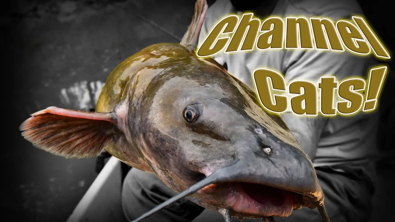 👀You've Got To Try This Easy Setup For Channel Catfish! 👍| Rig and Bait Rundown