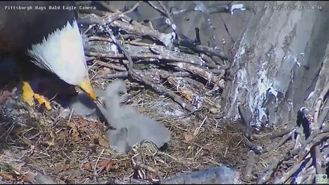 Hays Bald Eagles H17 escapes nest cup 2022 03 29 1119am