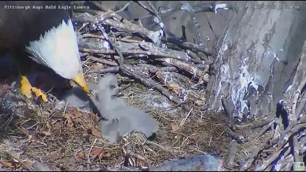 Hays Bald Eagles H17 escapes nest cup 2022 03 29 1119am