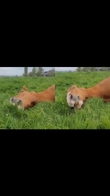 Horse Lying Down While Eating Grass