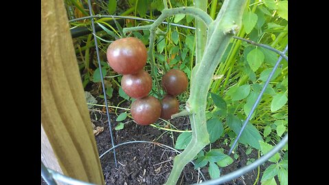 Chocolate Cherry Tomatoes VS Grape Cherry Tomatoes 9/13/23