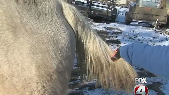 Horse-tail thefts