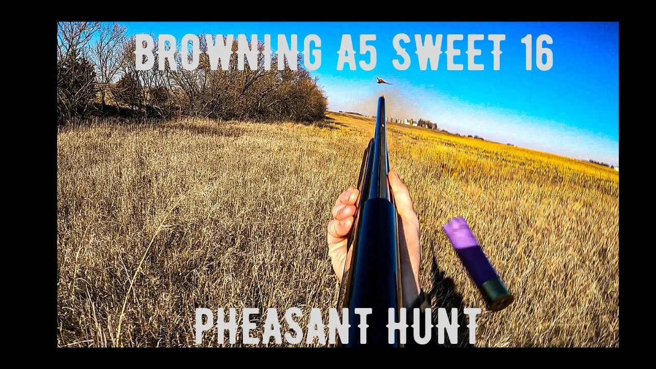 Browning A5 Sweet 16 Pheasant Hunt