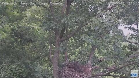Hays Bald Eagle Dad brings in fish H11 gets it drags it around H12 finishes it 62020