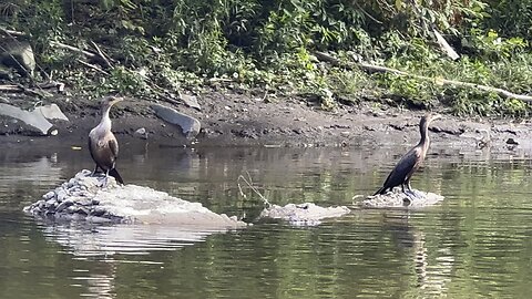 Couple of juvenile Cormorants