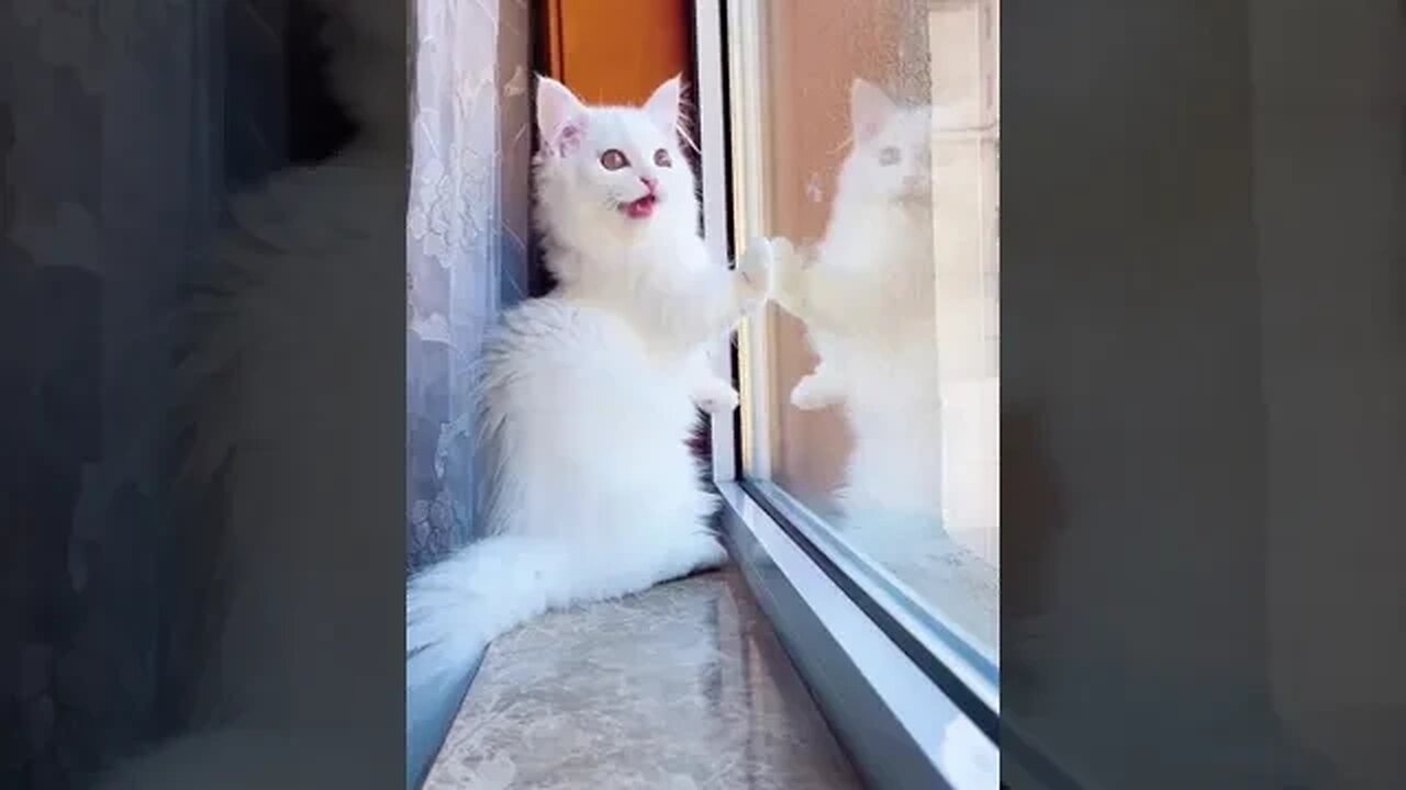 Cute kitten staring at the window #cute #cat #shorts #kitten