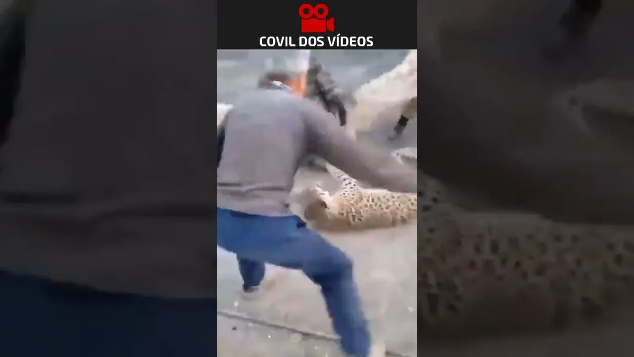 leopardo atacando as pessoas